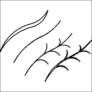 (image for) Leaf Spines-L01599*